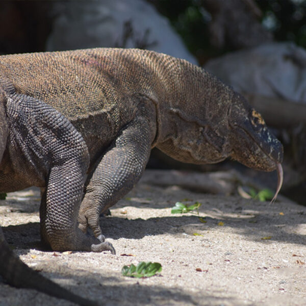 tour package komodo boat charter (2) 5D4N