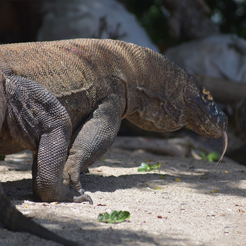 tour package komodo boat charter (2) tour package komodo boat charter (2)