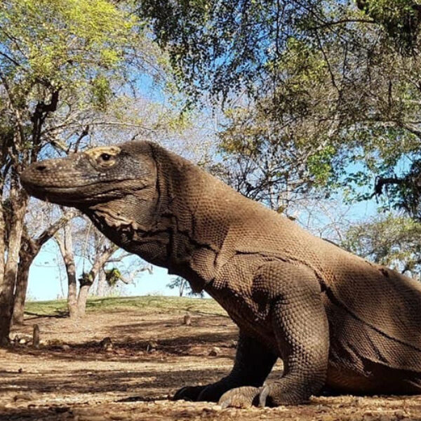 tour package komodo boat charter (3) 4D/3N