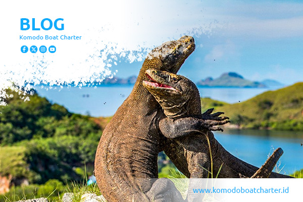 blog komodo boat charter (3) blog komodo boat charter (3)