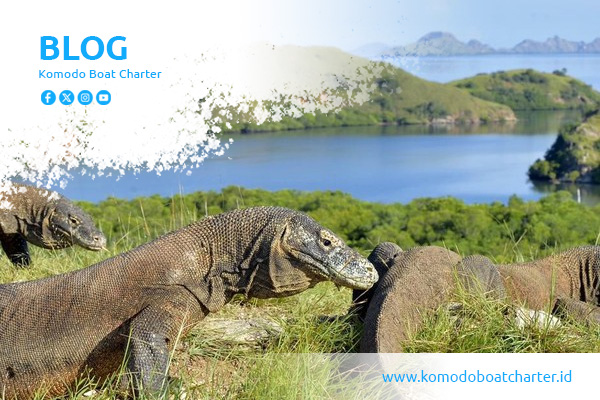 blog komodo boat charter (4) blog komodo boat charter (4)