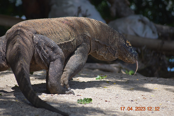gallery - komodo boat charter (24) gallery - komodo boat charter (24)