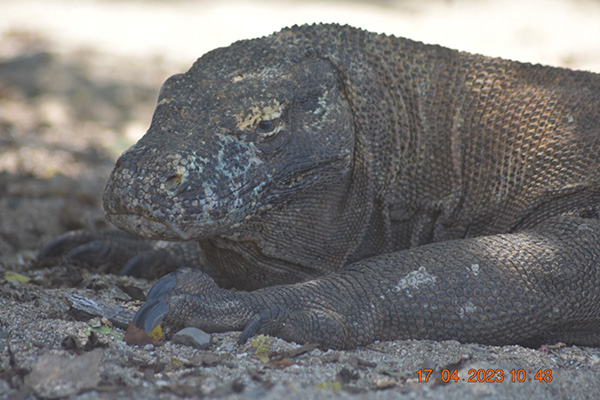gallery - komodo boat charter (25) gallery - komodo boat charter (25)
