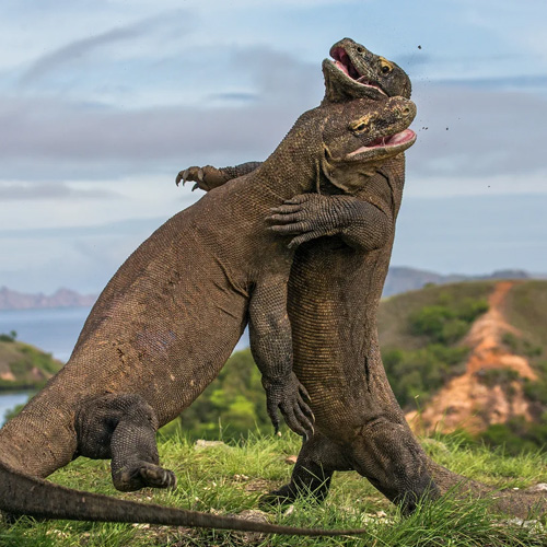 tour package komodo boat charter (5) tour package komodo boat charter (5)