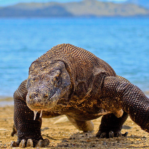 tour package komodo boat charter (6) tour package komodo boat charter (6)